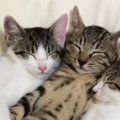 まくらを使って寝ていた3匹の子猫→まさかの体勢で…涙が出るほど『尊い…