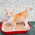 猫が膀胱炎になった時の症状。タイプ別の原因から治療法まで