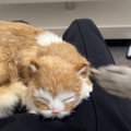 猫のぬいぐるみを撫でていたら…嫉妬した猫の『おもしろすぎる行動』が…