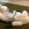 お腹撫でて〜と思いきやがぶっ！まるでコントみたいな飼い主さんと猫…