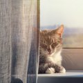 猫が『カーテンの裏』に隠れたがる4つの理由　考えられる心理やベストな対…