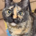 鳴き声が特徴的なサビ猫→名前を呼んでみると、『にゃ~』ではなく…可…
