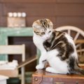 室内飼いの猫が抱えるストレス…5つの原因と解消できる方法をご紹介し…