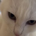 飼い主を『圧』で起こす猫…朝から思わず笑顔になる光景が微笑ましいと…