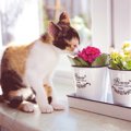 あなたのお家は大丈夫？猫に危険な『春の花』8選