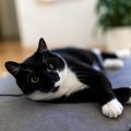 猫が『呼ばれたときにみせる仕草』でキモチがわかる？　3つの反応別に心理…