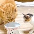 食いしん坊な保護子猫→先住猫のゴハンを奪ってしまった結果……ほっこり…