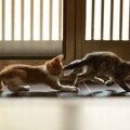 子猫が走り回るのはなぜ？理由と対処法、落ち着く時期について解説