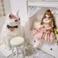 ドール用の『小さな椅子』に猫が座ろうとした結果…可愛すぎる光景に癒され…