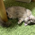 もふもふな子猫を堪能しよう！かわいい写真や動画をご紹介