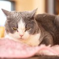 要注意！ネガティブな意味のある猫の鳴き方５つ