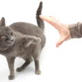 猫を遠ざけてしまう？飼い主の勘違い行動５つ