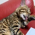 猫を簡単にお手入れ出来るオススメの方法５つ