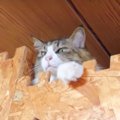 憧れの姉猫ちゃん登場に落ち着かない猫ちゃん