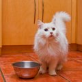 ラガマフィンの子猫をお迎えする方法や費用、飼い方まで