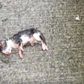 へその緒がついた子猫…雨降る路上から保護され幸せに！