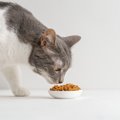 猫の食事について｜知っておきたい基礎知識から飽きてしまう場合の対…