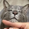 猫からの『ありがとう』に気づいてる？感謝を伝えている時のアクショ…