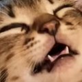 口を開けて爆睡していた子猫→約3年後…まさかのビフォーアフターに「変わっ…