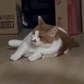 ゴロンと寝転ぼうとしていた猫→次の瞬間、飼い主がいることに気づいて…可…