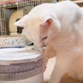 新しい給水器で水を飲もうとした猫…『おかしすぎる飲み方』に思わず困…