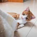 『溺愛している靴下』の洗濯をどうしても阻止したい猫…『諦めない執念…