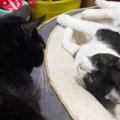 ベッドでくつろいでいた猫→そばにいる先輩猫の『視線に気づいた』次の…