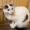 "譲渡会歴1年7ヶ月"ついたあだ名は『伝説の猫』…ついに訪れ…