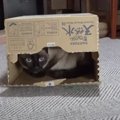 落ち着くなぁ〜。箱にスルリと入る猫ちゃん