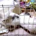 飼い主さんが火事で…残された20匹の猫たちの行方は？vol.3