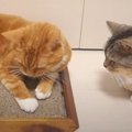 なかなか回ってこない…？！猫ちゃんの爪とぎ