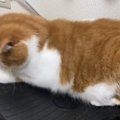 『ブルブルマシン』の上に『猫』が乗った結果、お肉が…思わず笑っちゃ…