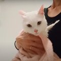 緊急でお風呂！苦手を克服した猫ちゃん？