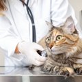 猫が『不妊手術』を受けたら…起こり得る4つの変化と、お世話で気をつ…