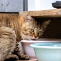 外で暮らす猫が襲われやすい4つの災難