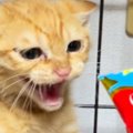 シャー！と威嚇する保護子猫たちに『おやつ』をあげてみると…3940万再…