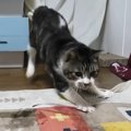 置いておくだけで猫ちゃんが食らいつく魔法の紐！？