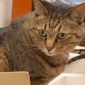 段ボール箱の中で寝ていた猫→飼い主が『寝る準備』を始めると…甘えん坊猫…