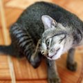 猫に寄生する『耳ダニ』が引き起こす5つの症状　発症のサインや感染対…