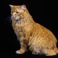 キムリック｜猫種の特徴、性格や寿命、価格相場や餌代などの費用まで解説