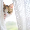 猫は宇宙からのスパイ！？人間を監視している６つの場所