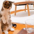 『炭酸水を嗅ぐと立ち上がっちゃう子猫』が話題　海外からも悶絶の声…