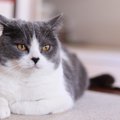 猫が『決まった人』のみ避けているときの理由3選　 近寄らないのはなぜ？…