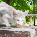 猫に唐揚げはあげても大丈夫？食べてはいけない物