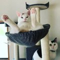 猫への『正しい接し方』と『間違った接し方』各3選！愛猫との信頼を深…