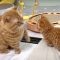 親子の意思疎通？猫ちゃん達の当たらないパンチ！