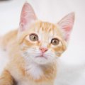 猫が『褒められたい』と思っている時の行動4選