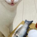 「夜道で見たら腰ぬかすｗ」テーブルの上に『魚とビールのぬいぐるみ…