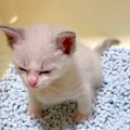 トイレトレーニング中の『赤ちゃん猫』→真剣な表情を浮かべて…思わず応援…