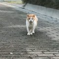山奥に捨てられていたガリガリの老猫と出会った結果…涙なしには見られない…